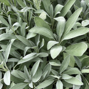 Sage Fresh Bunched Herb