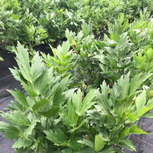 Lovage Fresh Bunched Herb