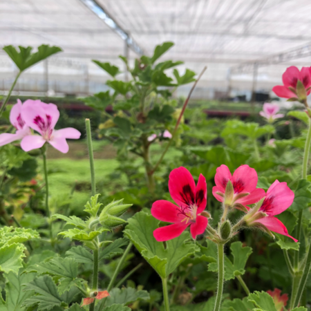 geranium-edible-flowers-nurtured-in-norfolk
