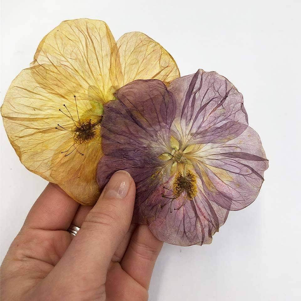 Nurtured in Norfolk employee holding yellow and purple pressed Paradise edible flowers on white background