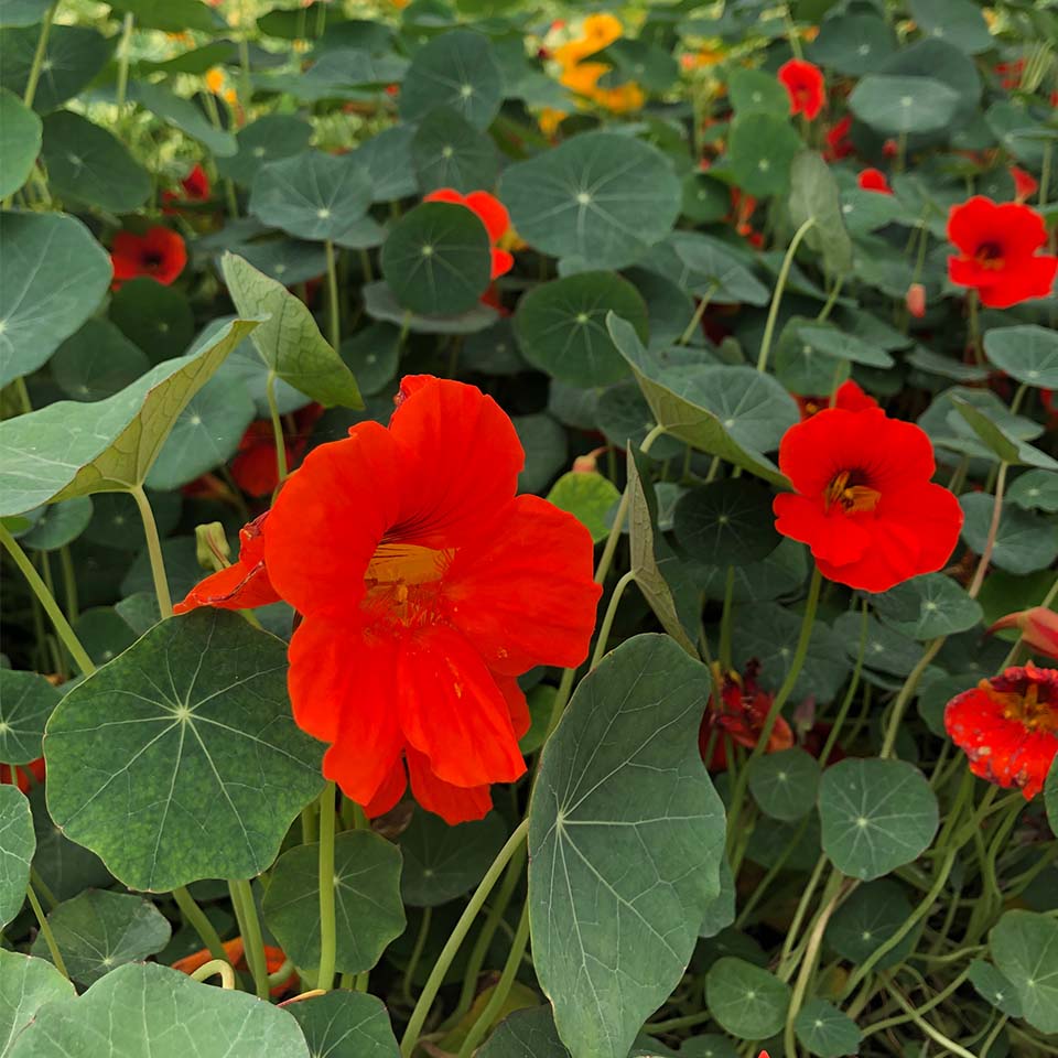 Growing Edible Flowers at Home Nurtured in Norfolk