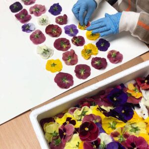 Nurtured in Norfolk employee pressing purple, yellow and cream Pansy edible flowers