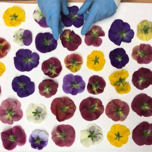 Fresh Pansy edible flowers on pressing blotting paper