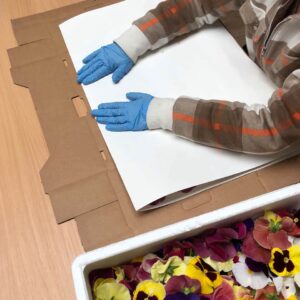 Pressing Pansy edible flowers into blotting paper