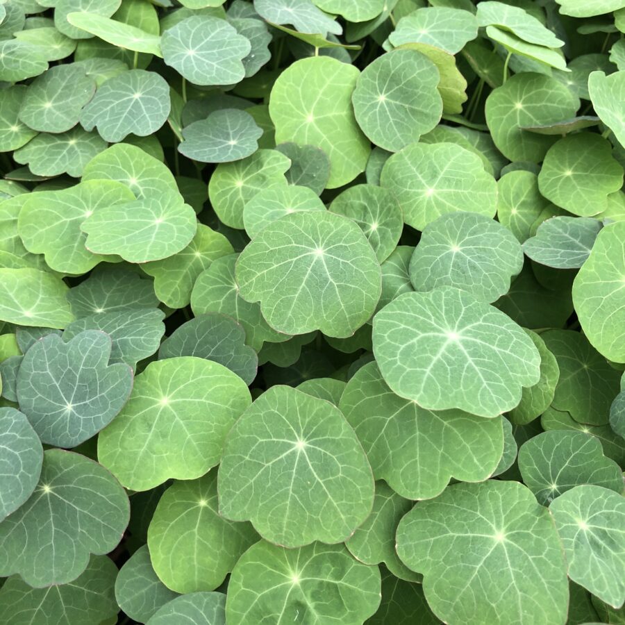Green Nasturtium Edible Leaves