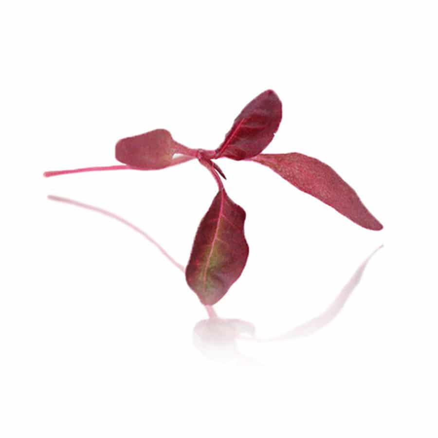 red amaranth micro cress