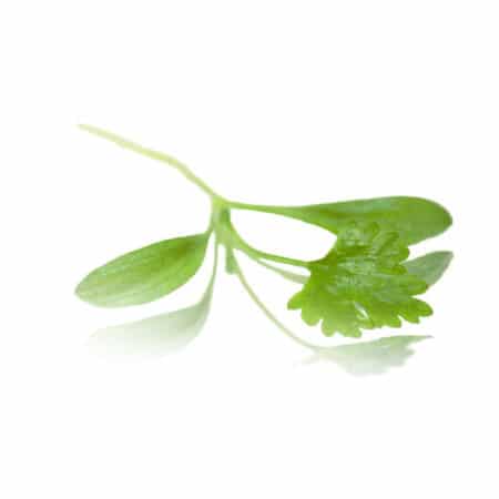 coriander micro cress (Cilantro)