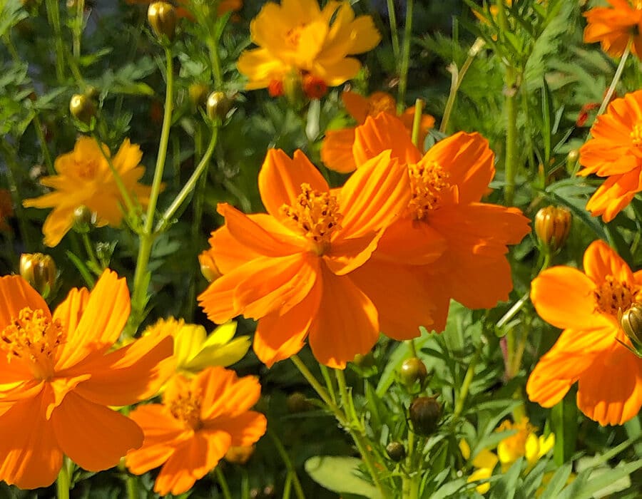 Nurtured in Norfolk orange edible Cosmos flowers growing int he sun on the greenhouse benches