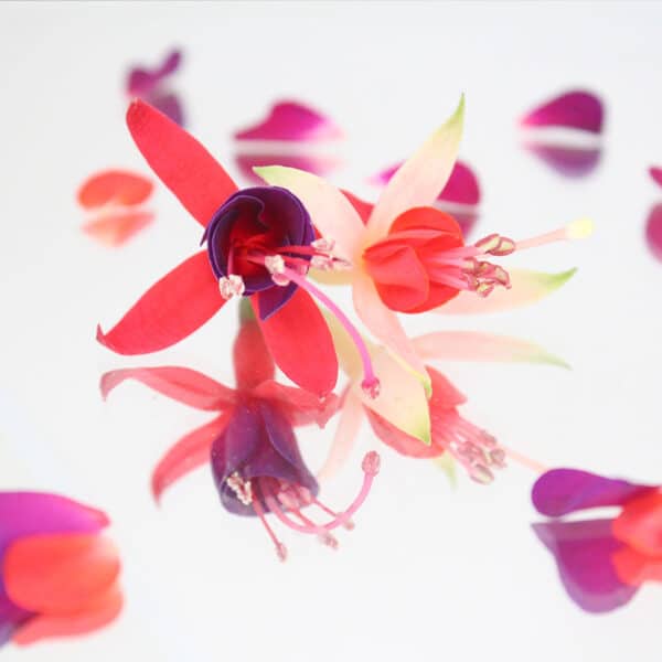 Edible Flowers