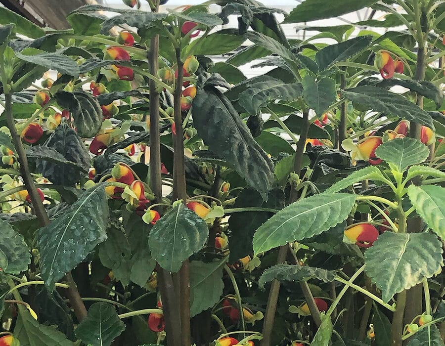 Parrot Impatien edible flowers growing in pots in the greenhouses at Nurtured in Norfolk