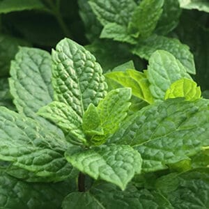 Close up of fresh mint growing