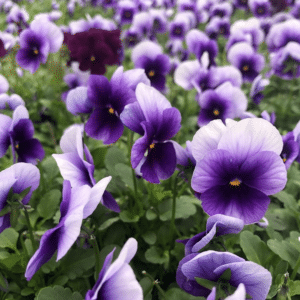 edible viola flowers
