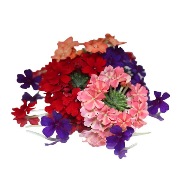 Pink, purple, red and orange verbena flowers