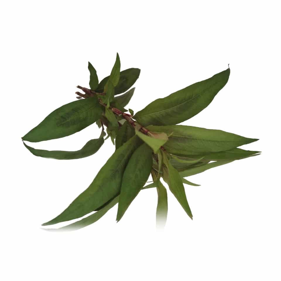 Vietnamese Coriander (cilantro)