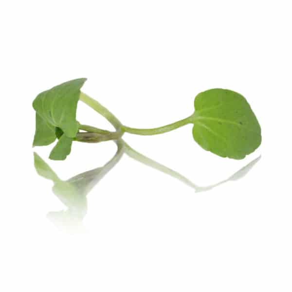 watercress baby leaf
