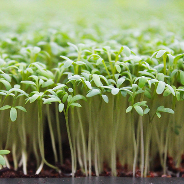 Hemani Garden Cress Seeds 200g Lepidium Sativum Microgreens Seeds For Sprouting And Nutrition