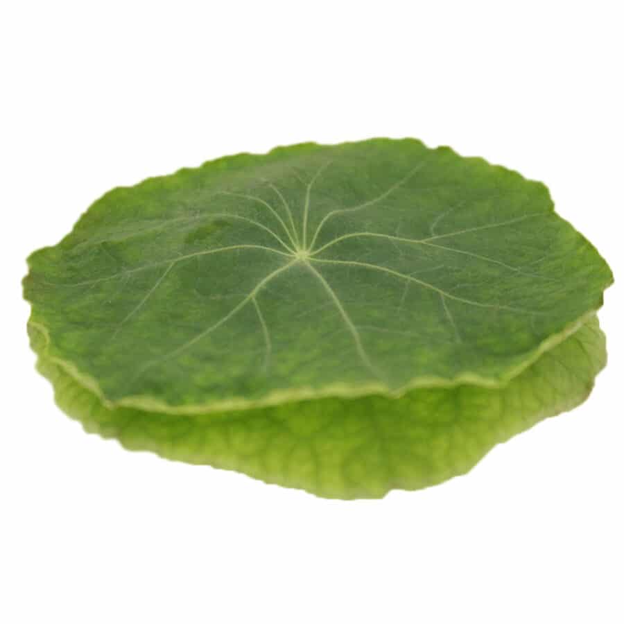 nasturtium XL edible leaves with a spicy taste