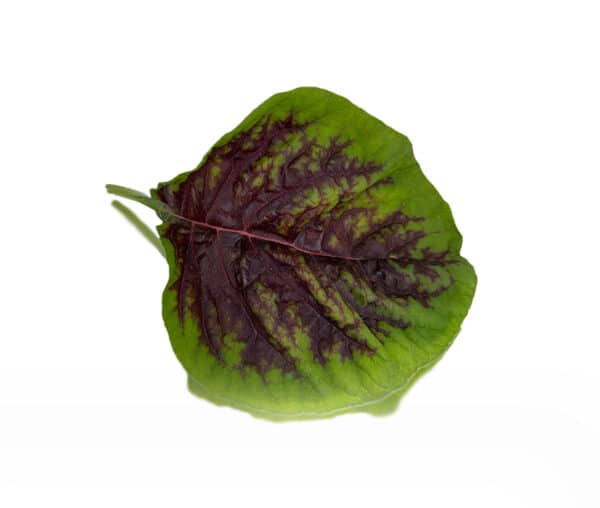 Amaranth Edible Leaves (chinese passion)