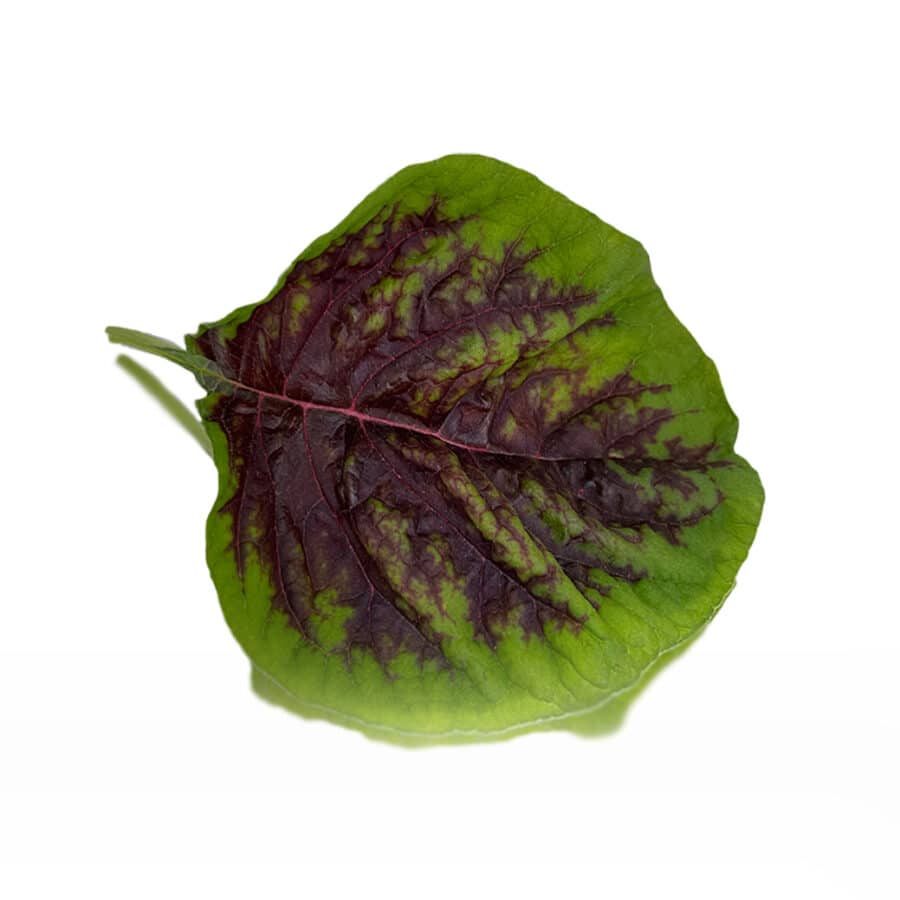 Amaranth Edible Leaves (chinese passion)