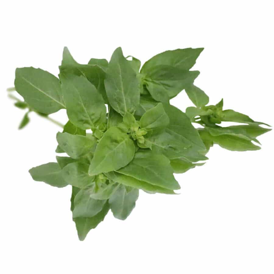 bunched basil herbs