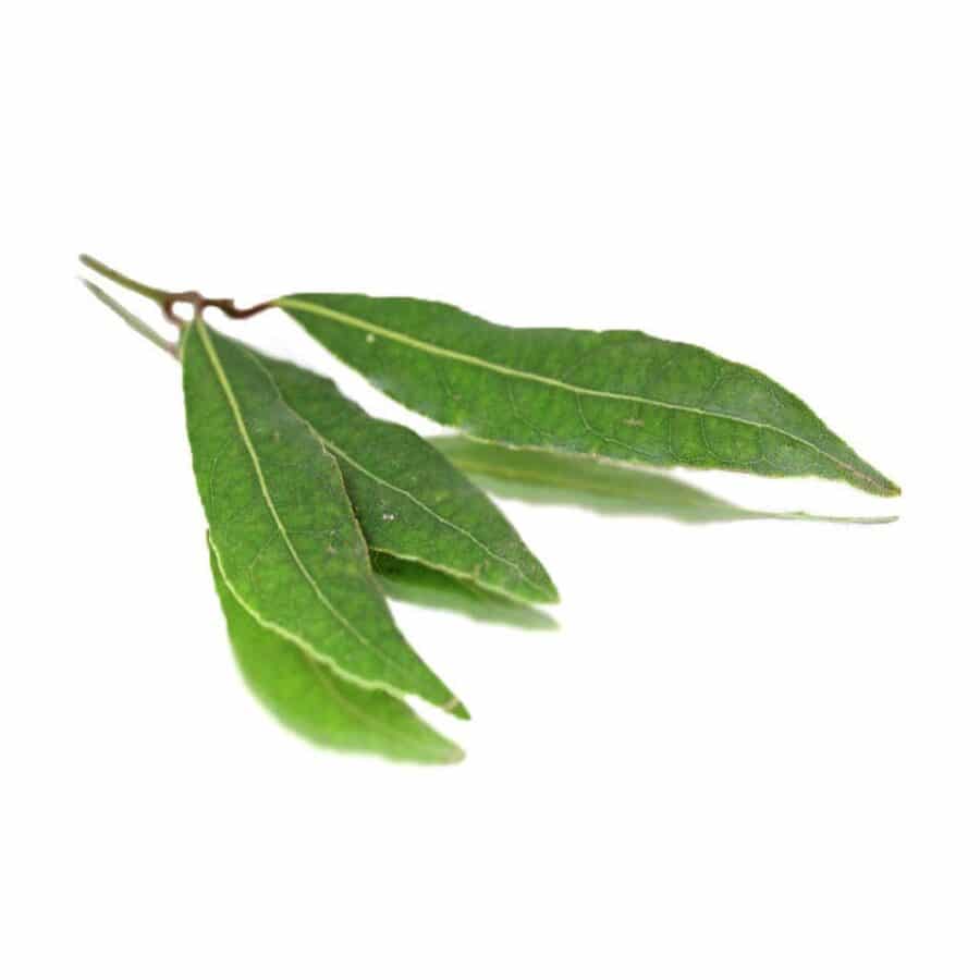 bunched bay leaves herb