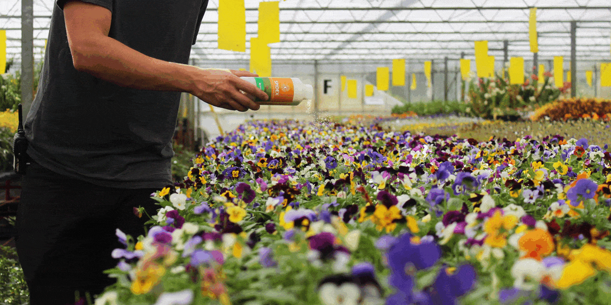 Using biological control for pest free edible flowers
