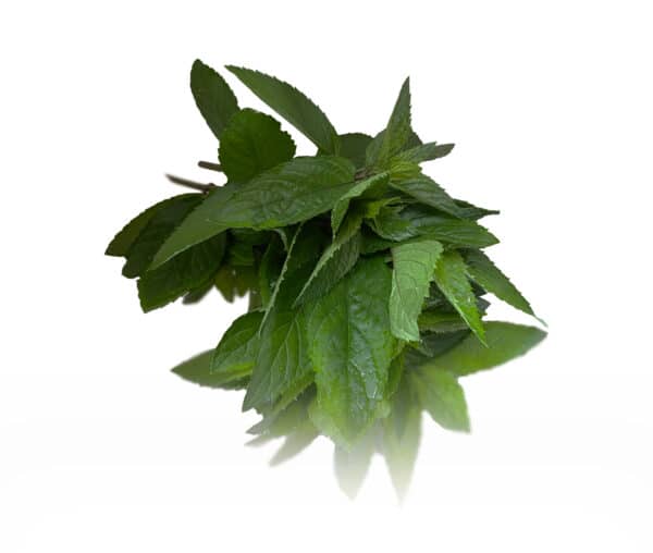 peppermint bunched herb