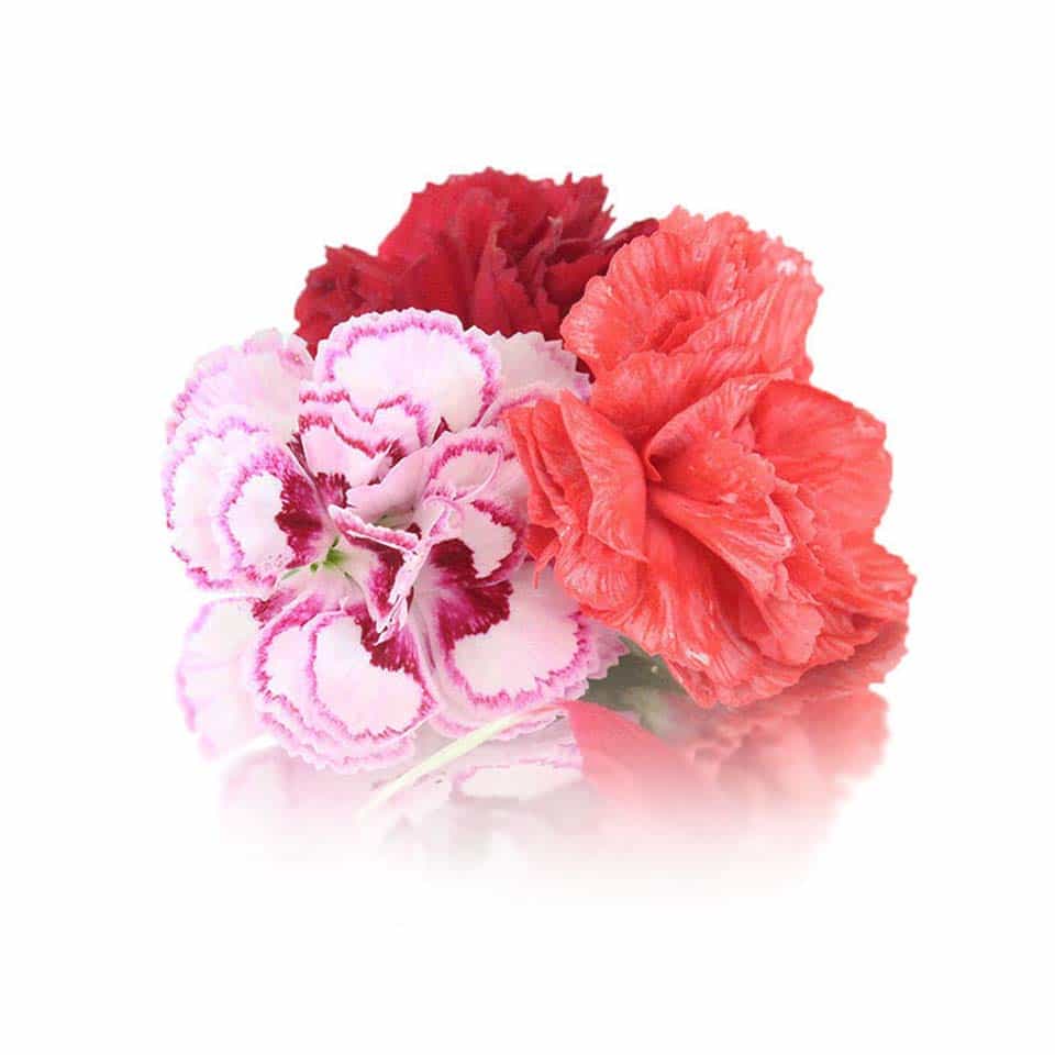 fresh carnation edible flowers