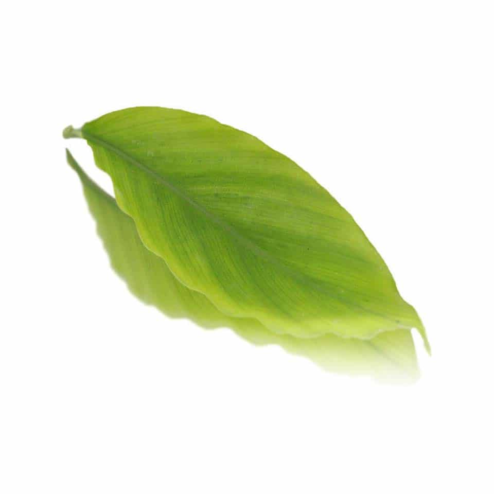 edible cardamom leaves