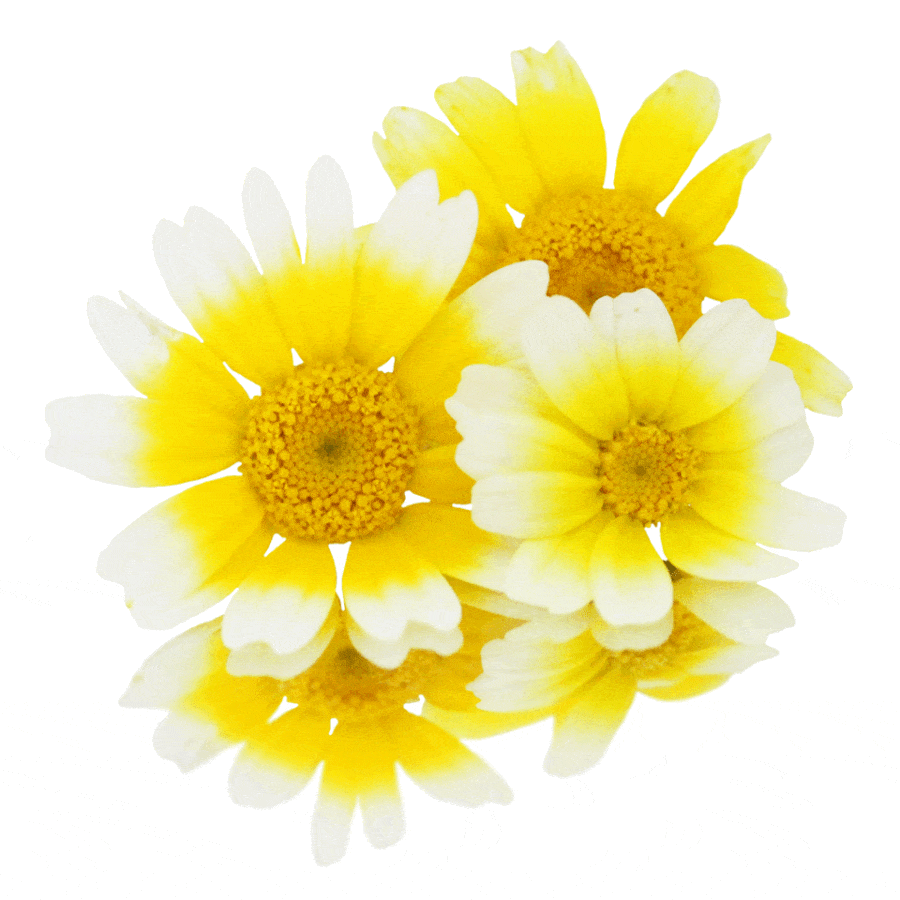 Yellow and white Chop Suey edible flowers on plain white background