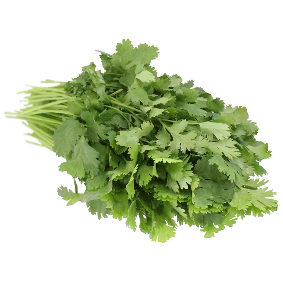 coriander bunched herb
