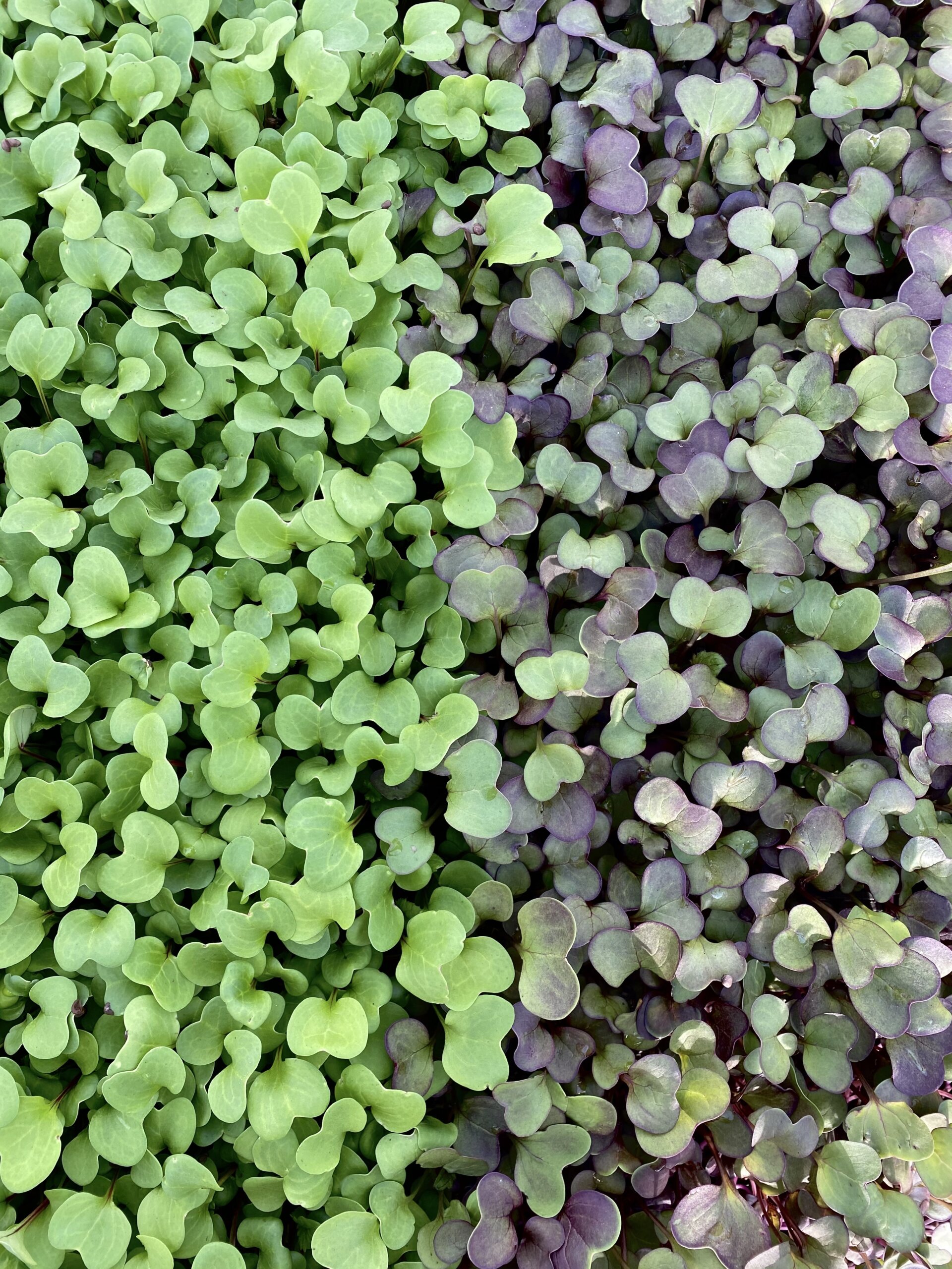 Cress, Definition, Examples, Edible, Uses, & Facts