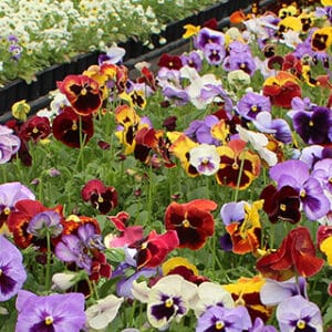 pansy and viola edible flowers