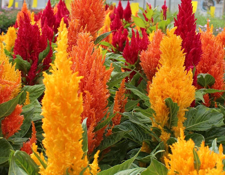 Colourful fire feather edible flowers, also known as celosia. Growing in the greenhouse