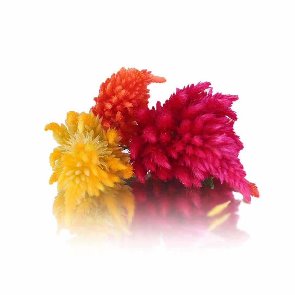 fresh fire feather edible flowers for cake decorating