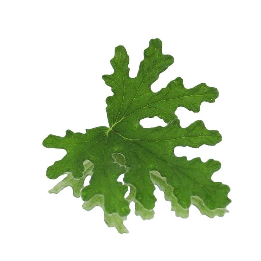 furney mint geranium leaves