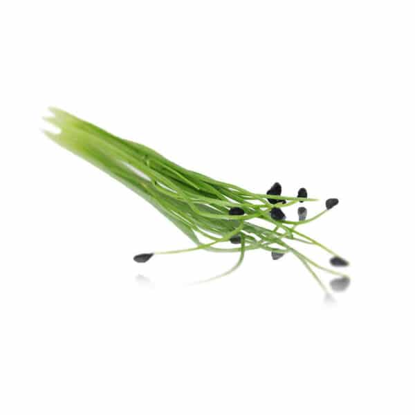 garlic chives micro cress