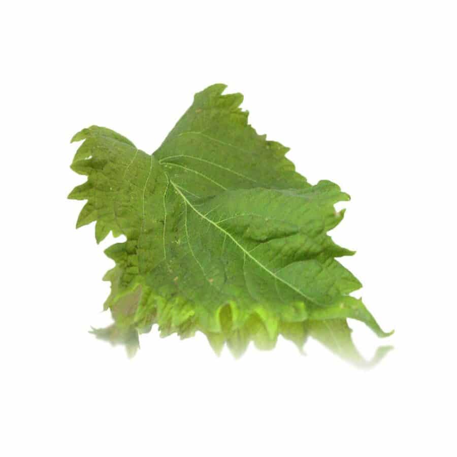 green edible shiso leaves