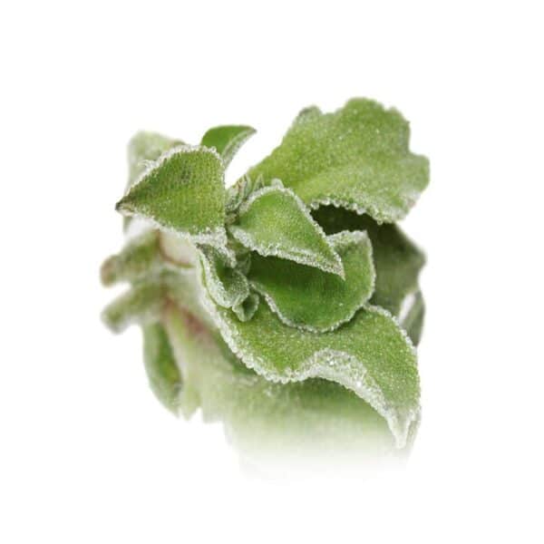 ice plant edible leaves
