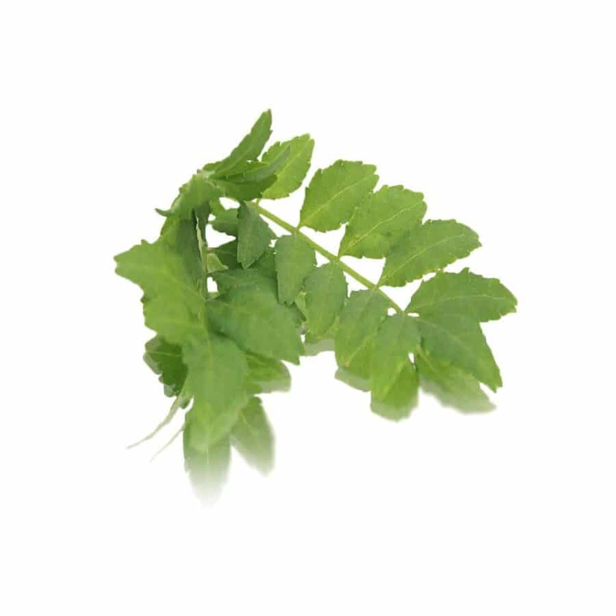 kinome edible leaves (Sansho)