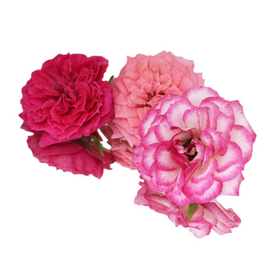 pink rose edible flowers