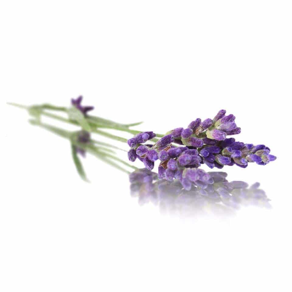 fresh lavender edible flower