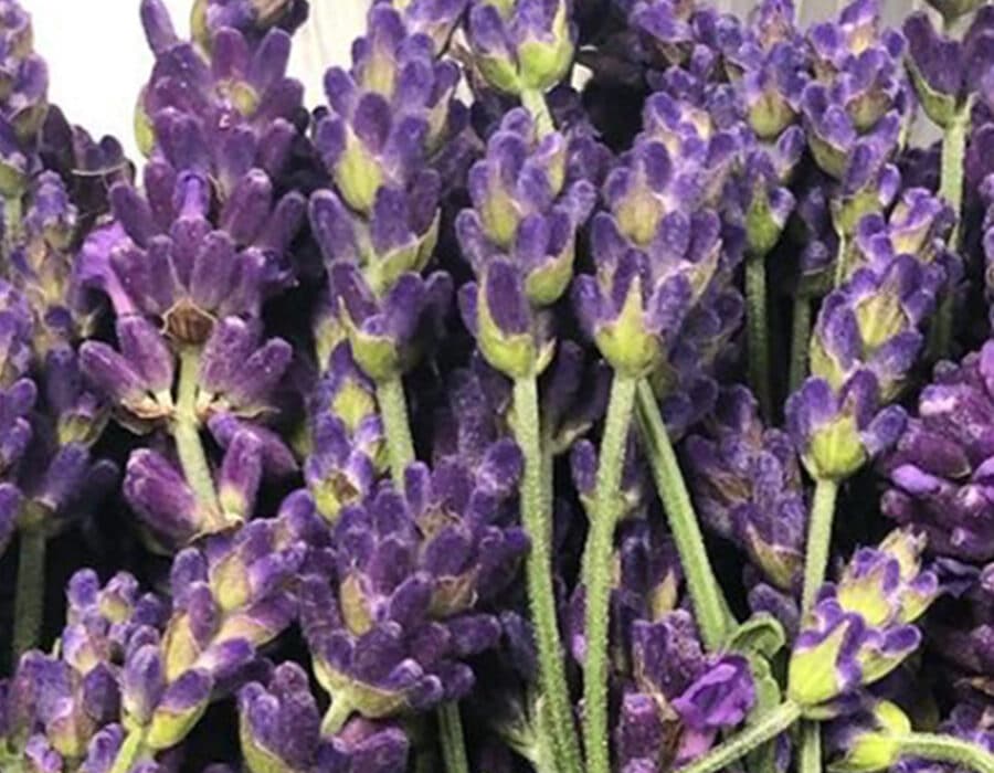 fresh lavender edible flowers, smelling fragrant