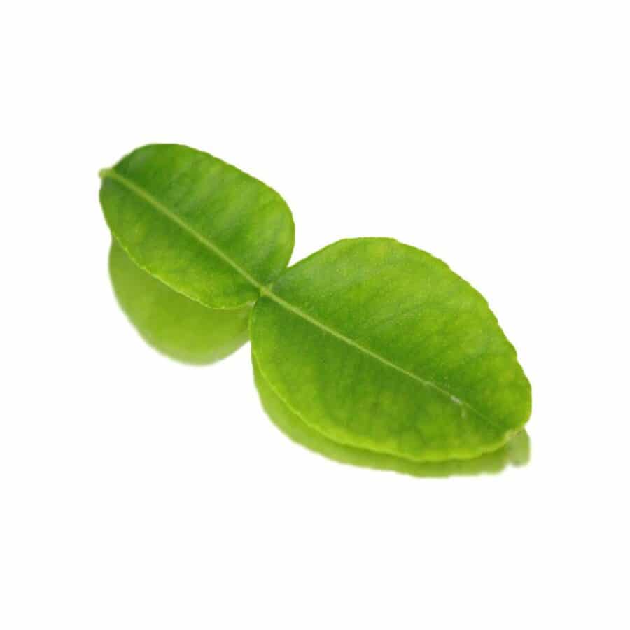 kaffir lime edible leaves
