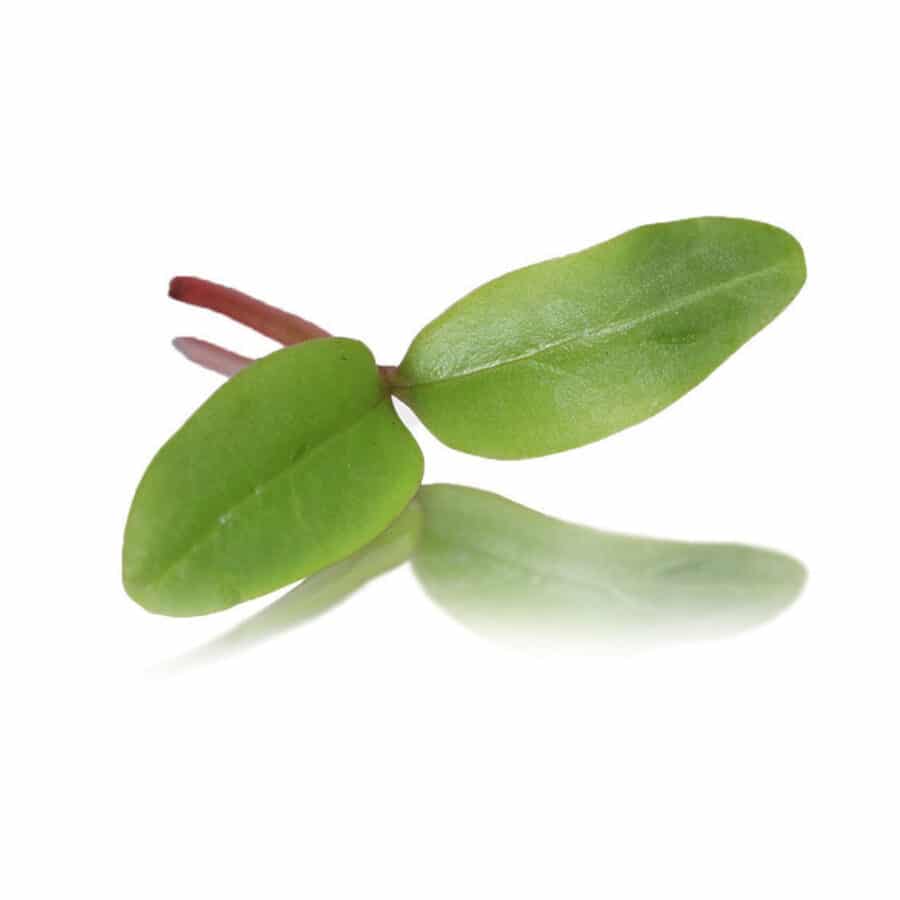 micro Malabar spinach cress