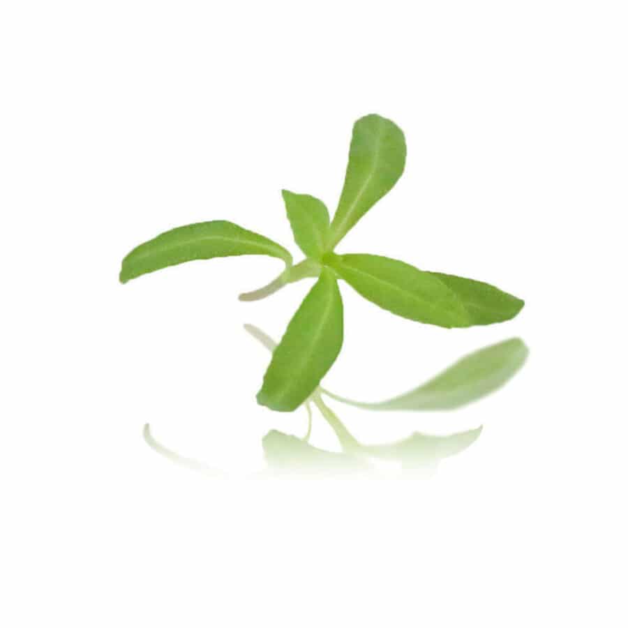 1 sprig of green mexican tarragon micro cress on a plain white mirrored background