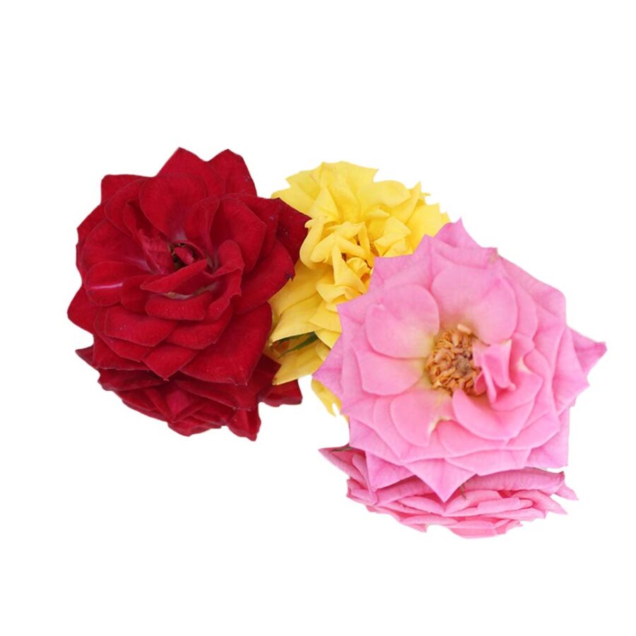 mixed colour fresh rose edible flowers