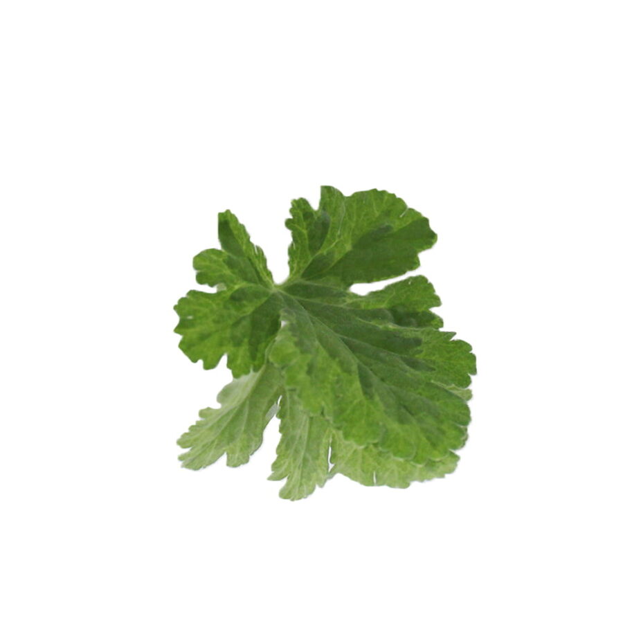 nutmeg flavour geranium leaf