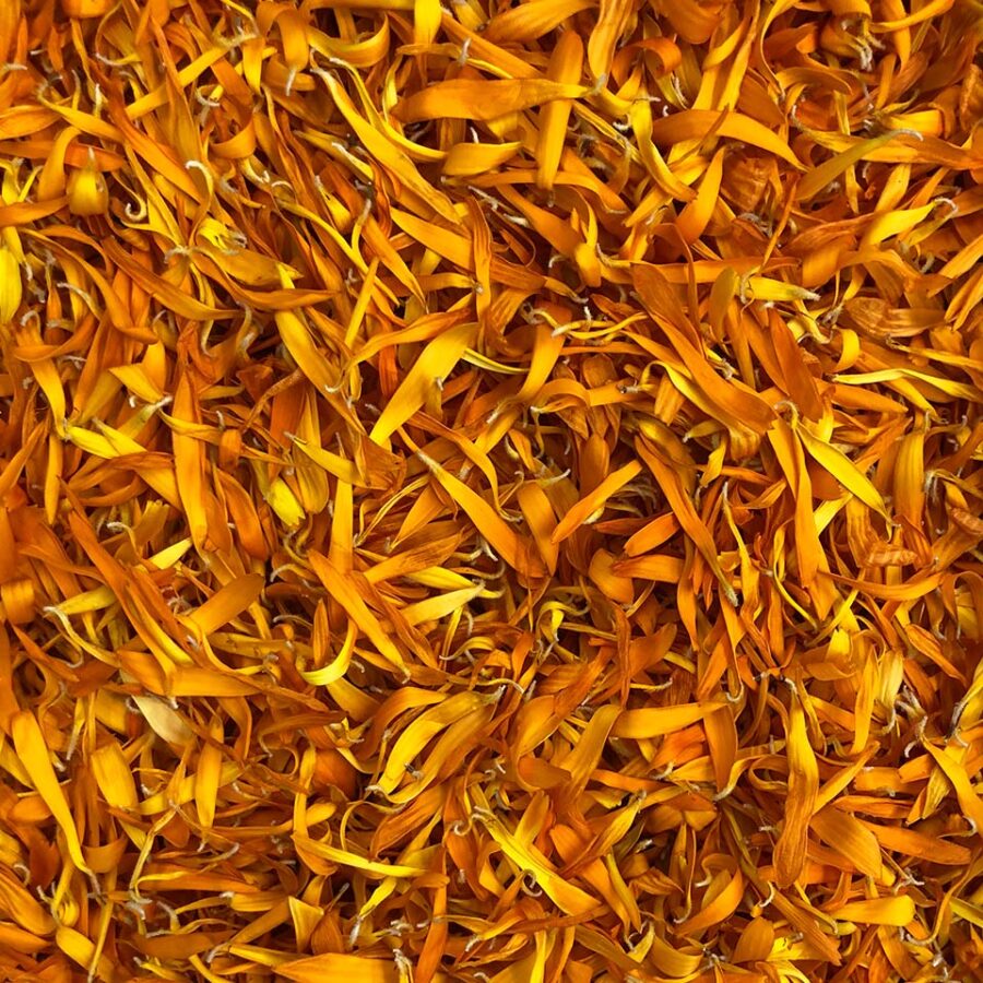 orange calendula