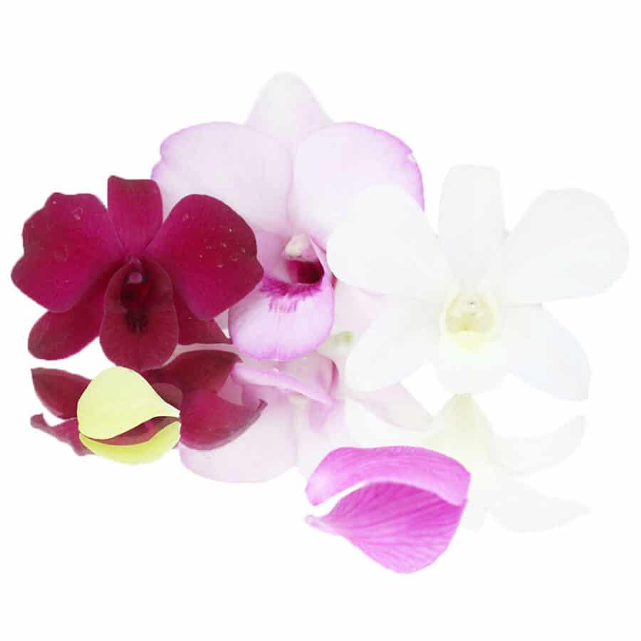 pink, white, and dark pink orchid edible flowers on a plain white background